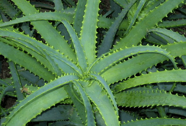 Kalanchoe liječi muške bolesti