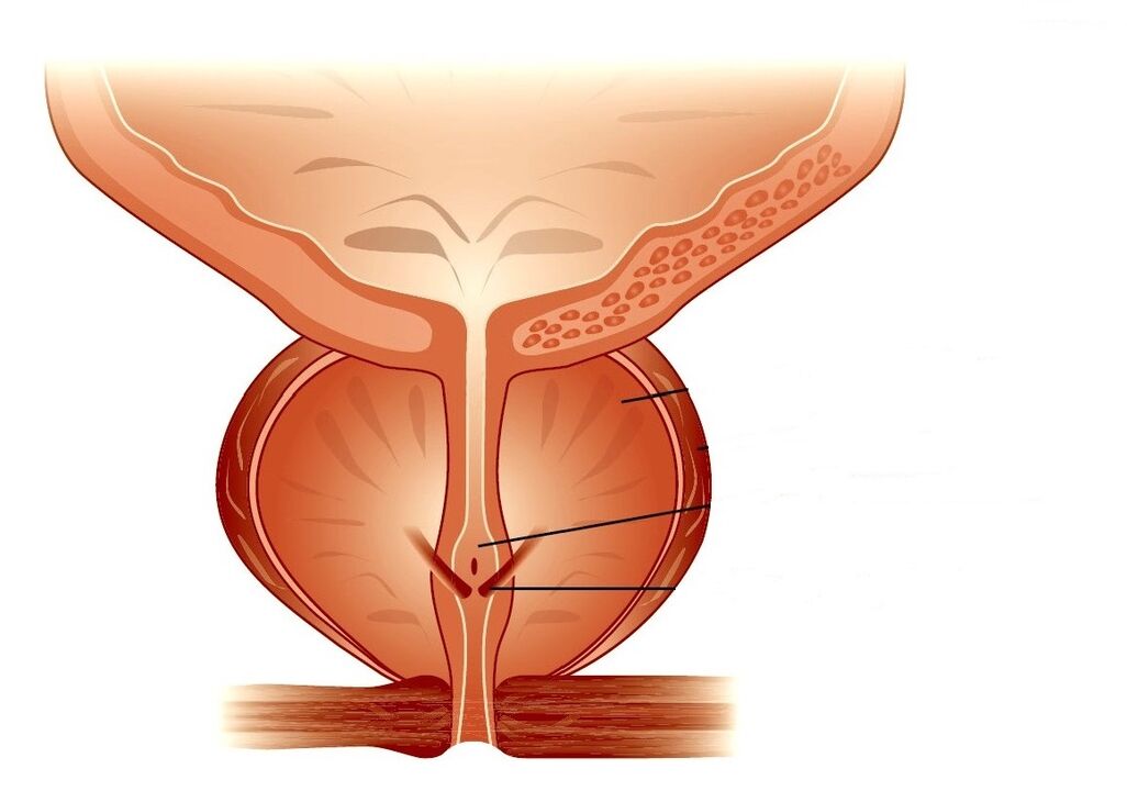 struktura prostate i kronični prostatitis